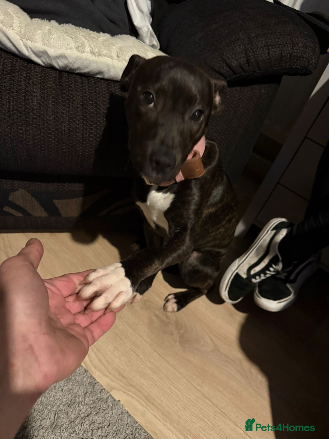 Staffordshire Bull Terrier dogs for sale: 7 month staffy - Advert 2
