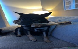 Border Collie dogs for sale: Border collie for rehoming - Image 2