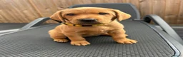 Labrador Retriever dogs for sale: Beautiful Fox Red Labrador Puppies - Advert 6