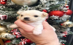 Mixed Breed dogs for sale: OUTSTANDING TINY MALCHI GIRLS  - Advert 2