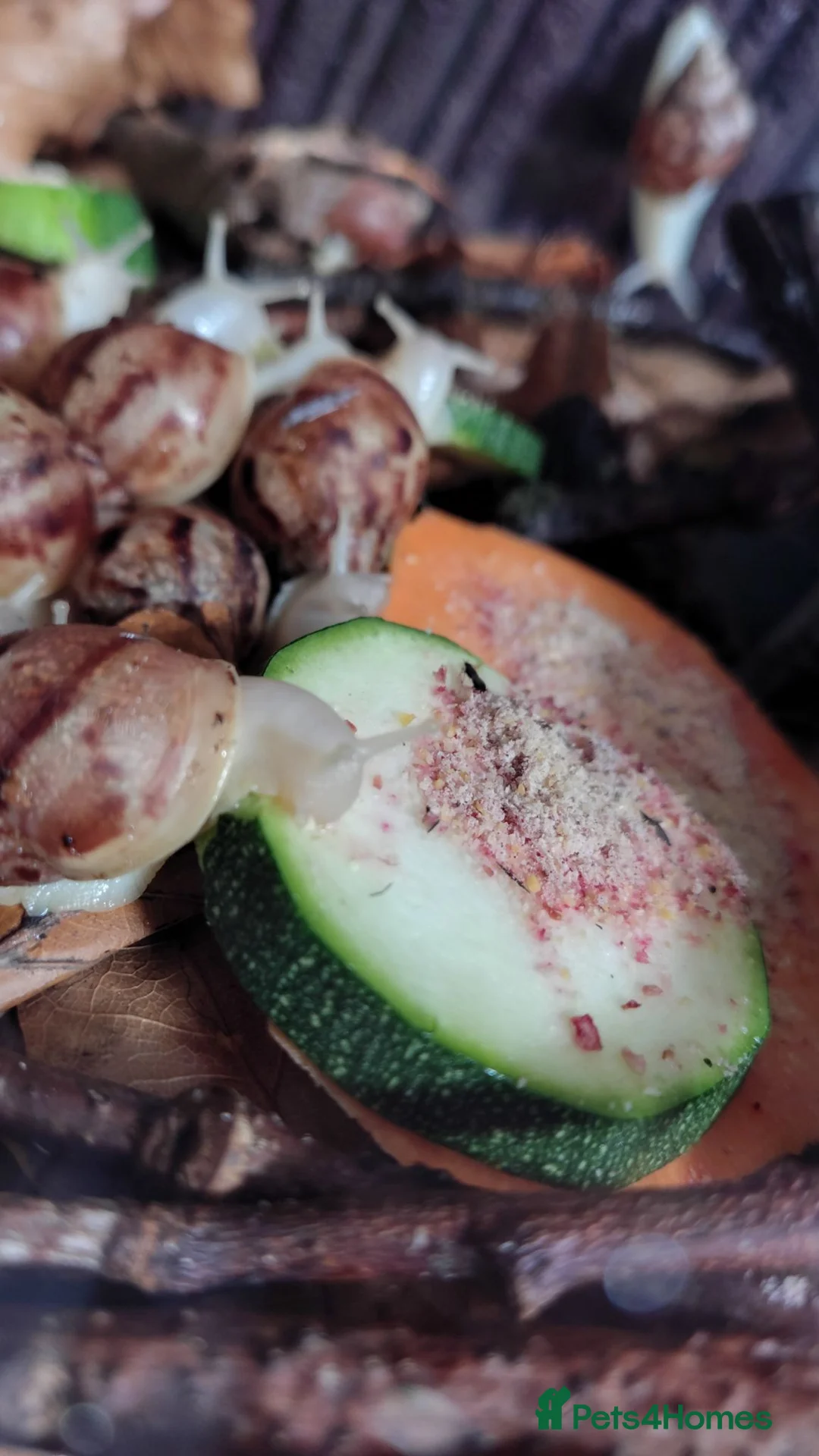 Snails invertebrates for sale: White Jade Giant African Land Snails 2 Months Old  in Southampton - Advert 2