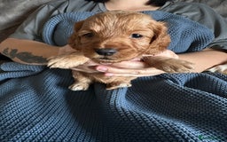Cockapoo dogs for sale: 🐶 8 Gorgeous F2 Cockapoo Puppies – Ready Soon! 🏡 - Image 4