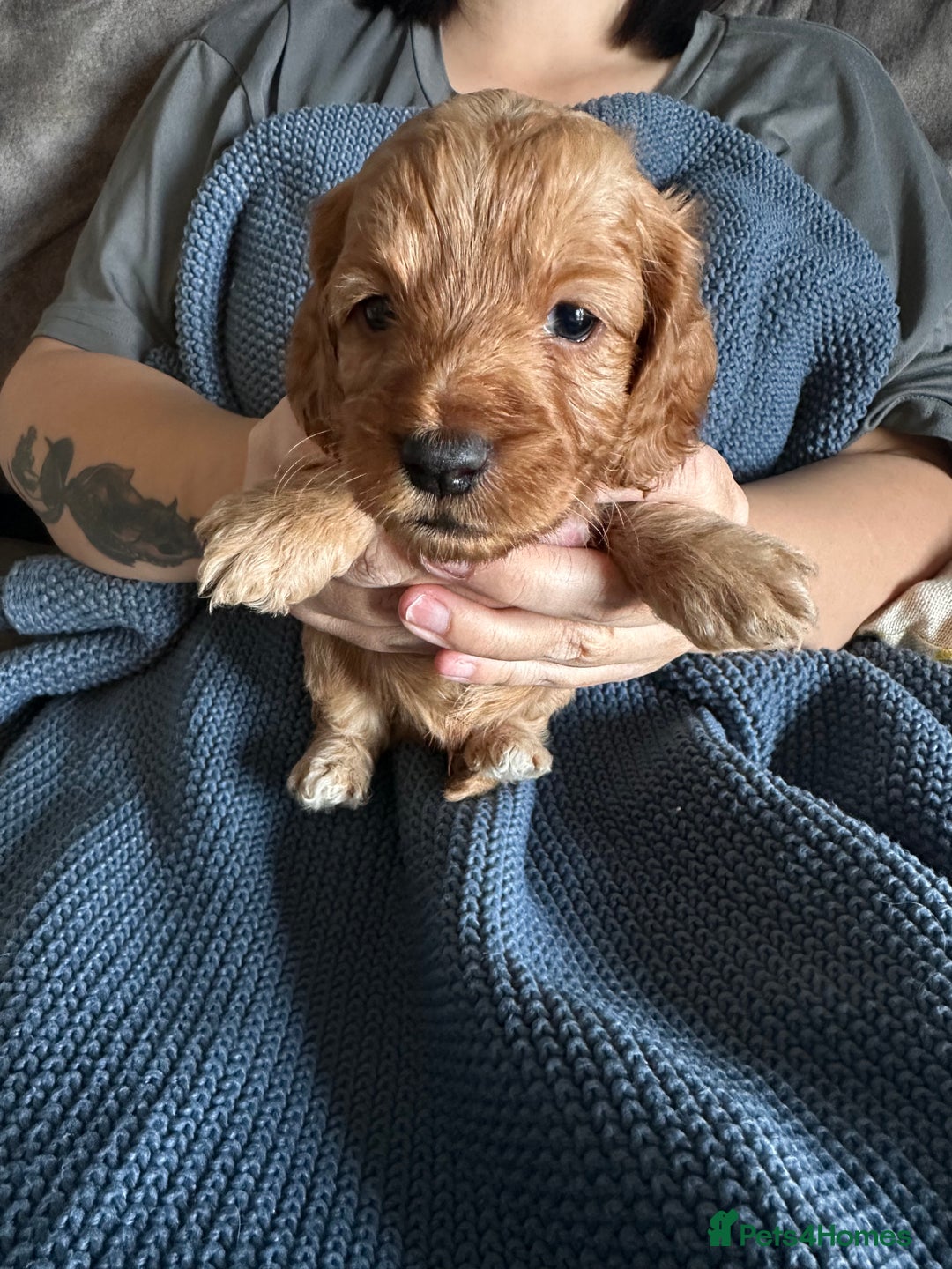 Cockapoo dogs for sale: 🐶 8 Gorgeous F2 Cockapoo Puppies – Ready Soon! 🏡 - Image 4