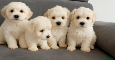 Maltipoo dogs - Advert 5