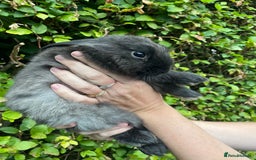 Mini Lop rabbits for sale: Pure Bred Mini Lop Bunnies  - Image 5