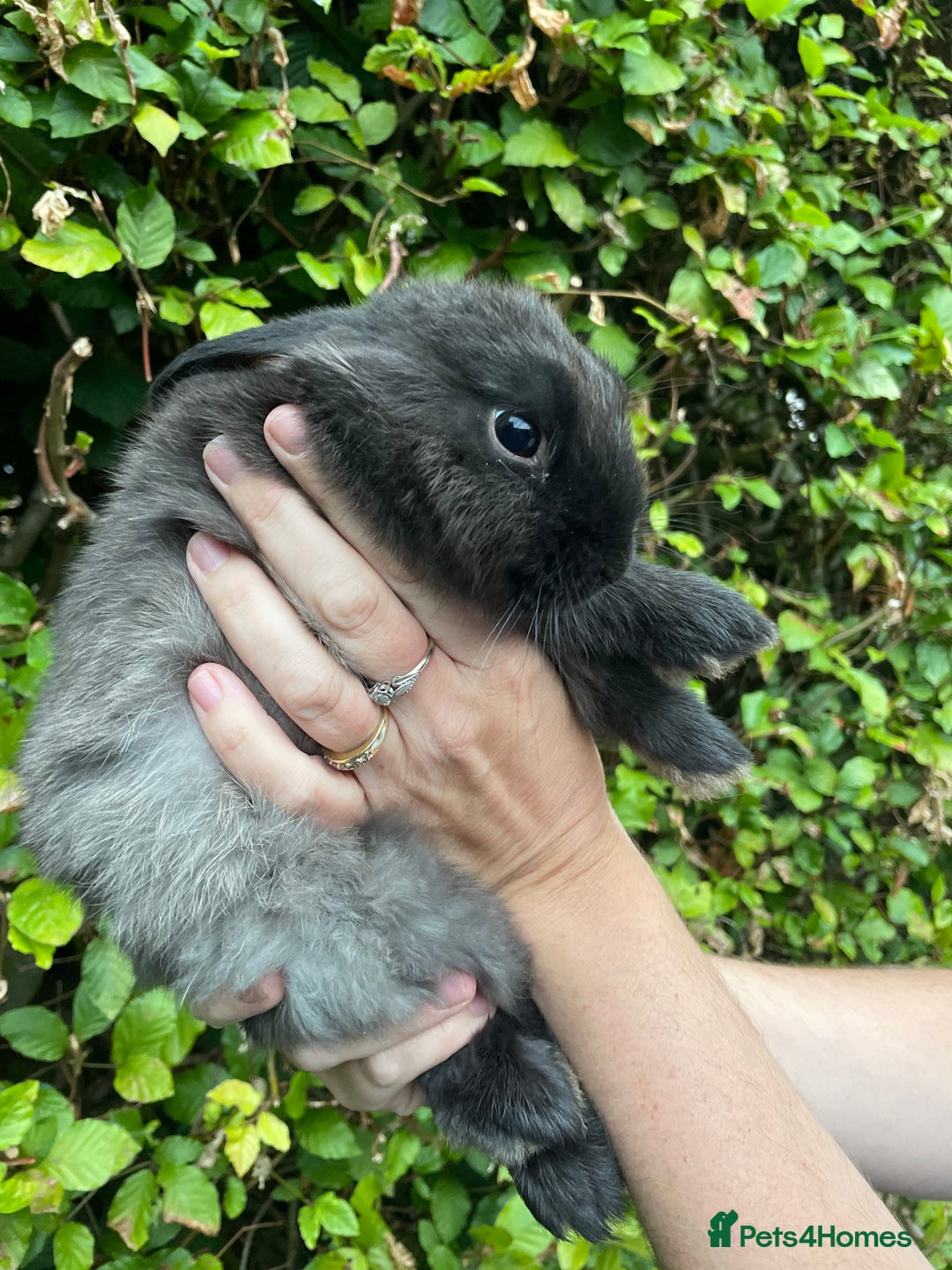 Mini Lop rabbits for sale: Pure Bred Mini Lop Bunnies  - Image 5