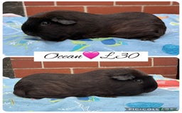 Guinea Pig rodents for sale: Female guinea pigs  - Image 8