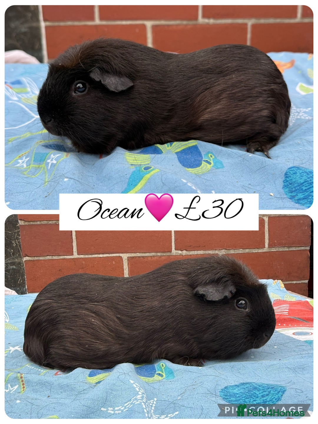 Guinea Pig rodents for sale: Female guinea pigs  - Image 8