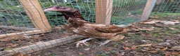 Hens poultry for sale: Pure Aseel Chickens –Cocks, Hens & Pairs Available - Advert 7