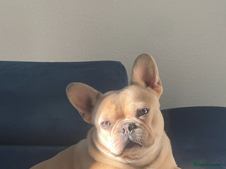 French Bulldog dogs French Bulldog Mimi - Advert 1