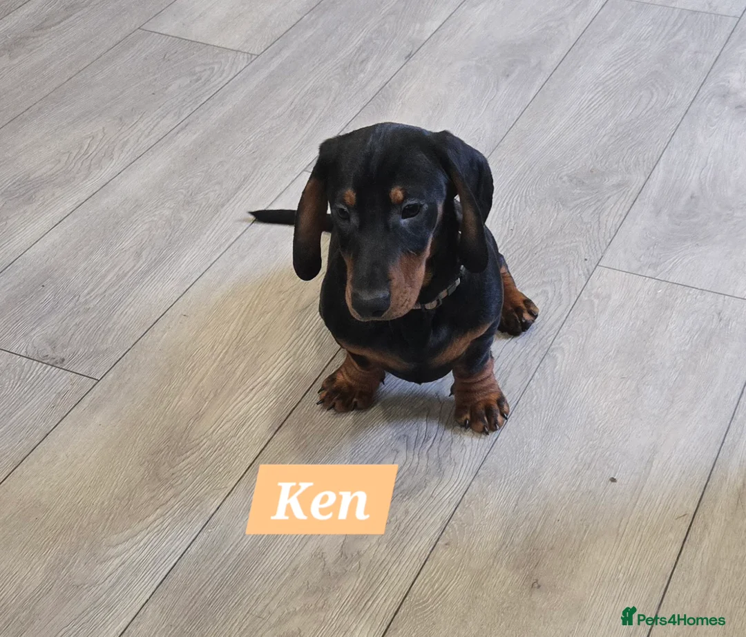 Dachshund dogs for sale: Beautiful Daxis - Advert 10