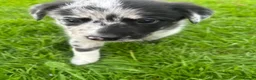 Border Collie dogs for sale: Blue merle border collie puppies  - Advert 10