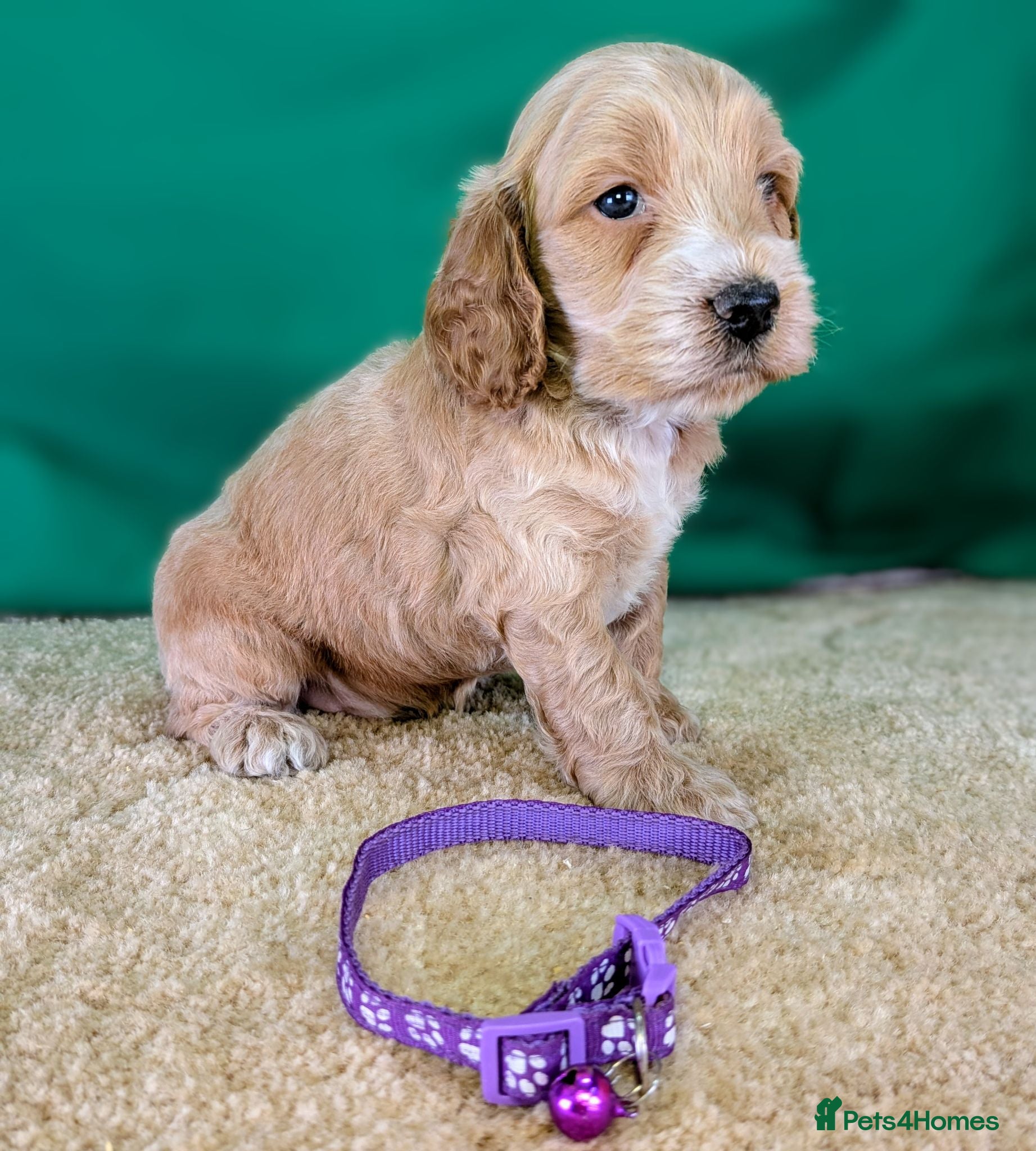 Cockapoo dogs Beautiful F1Cockapoo Puppies For Sale 🐶 - Advert 1