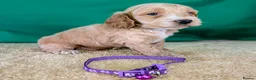 Cockapoo dogs for sale: Beautiful F1Cockapoo Puppies For Sale 🐶 - Advert 1