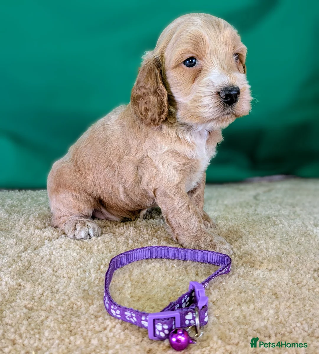 Cockapoo dogs for sale: Beautiful F1Cockapoo Puppies For Sale 🐶 - Advert 1