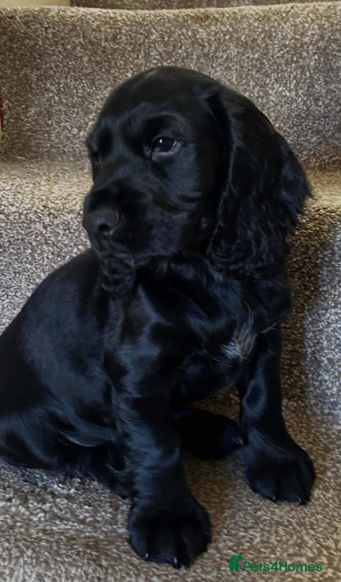 Cocker Spaniel dogs Stunning Cocker Spaniels Puppies’s 💖💙💖💙 - Advert 2