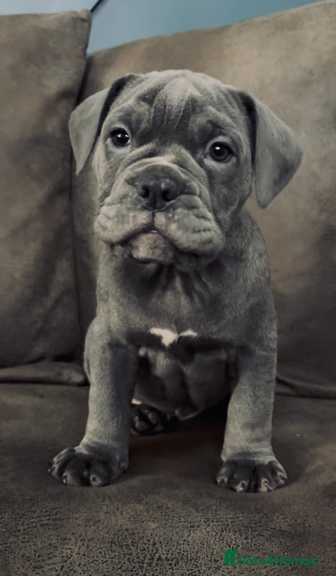 Olde English Bulldogge dogs for sale: Our last OEB Girl is looking for a forever home - Advert 1