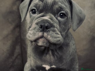 Olde English Bulldogge dogs Our last OEB Girl is looking for a forever home - Advert 1