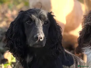 Cocker Spaniel dogs Ammerdown Galahad - Health Tested Stud in Frome - Advert 5