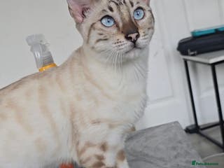 Bengal cats 🌟 Savannah × Snow Bengal Kittens 🌟 RARE - Advert 16