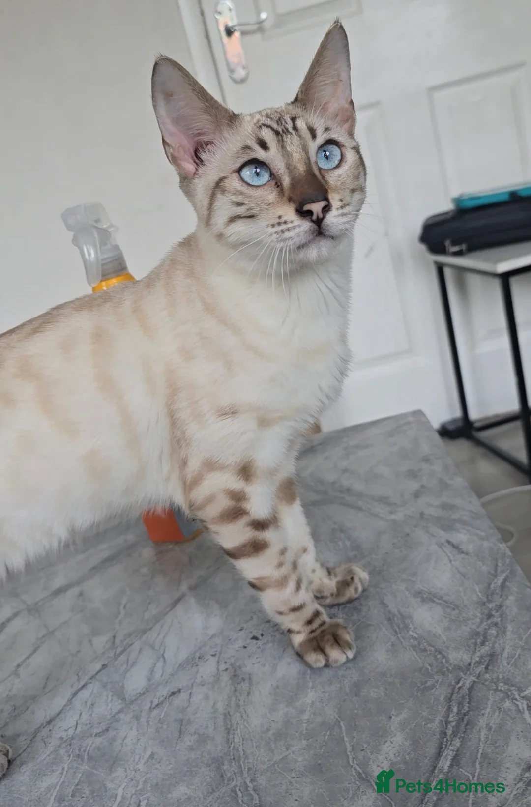 Bengal cats for sale: 🌟 Savannah × Snow Bengal Kittens 🌟 RARE - Advert 3