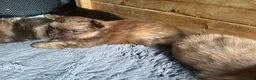 Pomchi dogs for sale: Pomeranian x pups  in Camberley - Advert 5