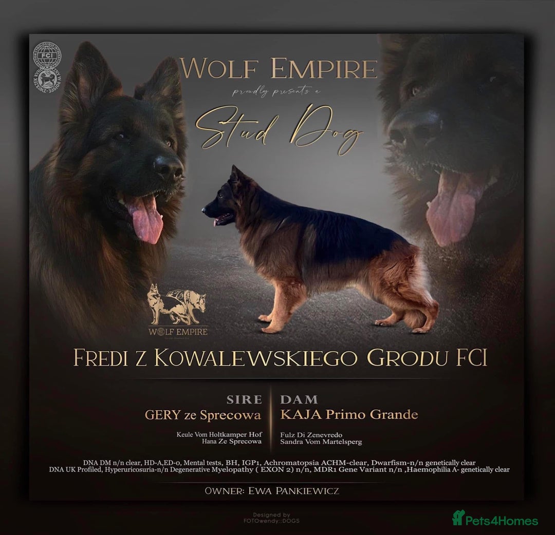 German Shepherd dogs for sale: ⭐️BEAUTIFUL GSD PUPPIES⭐️ - Advert 11