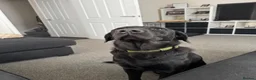 Labrador Retriever dogs for sale: Gorgeous 13-Month-Old Male Labrador Retriever  - Advert 6