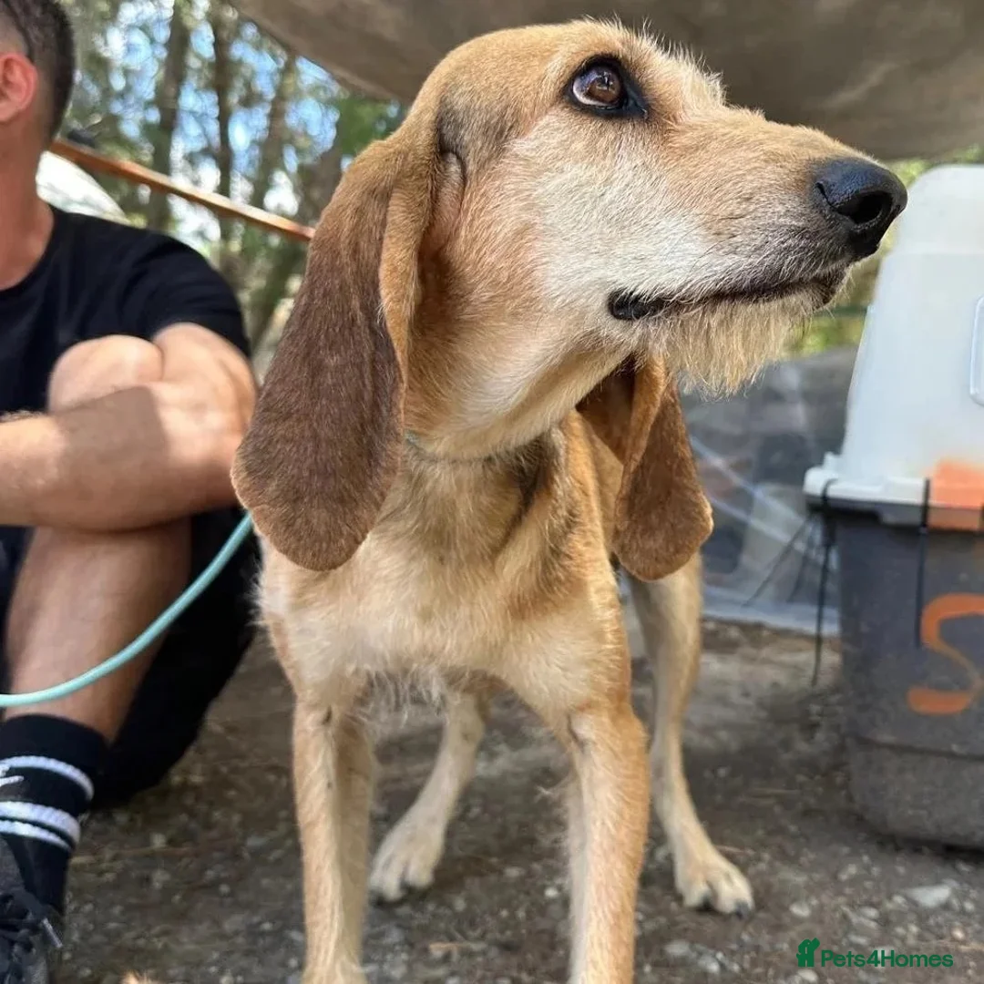 Segugio Italiano dogs for adoption: Loumi (wire-haired Segugio Italiano) in Edinburgh - Advert 2