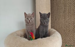 British Shorthair cats for sale: British shorthair blue/lilac kittens  - Image 27