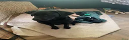 Labrador Retriever dogs for sale: Black female - Advert 1