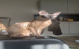 Cornish Rex cats for sale: Bruno, Cornish rex - Image 5