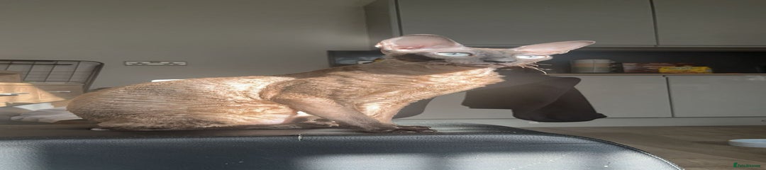 Cornish Rex Kitten 1