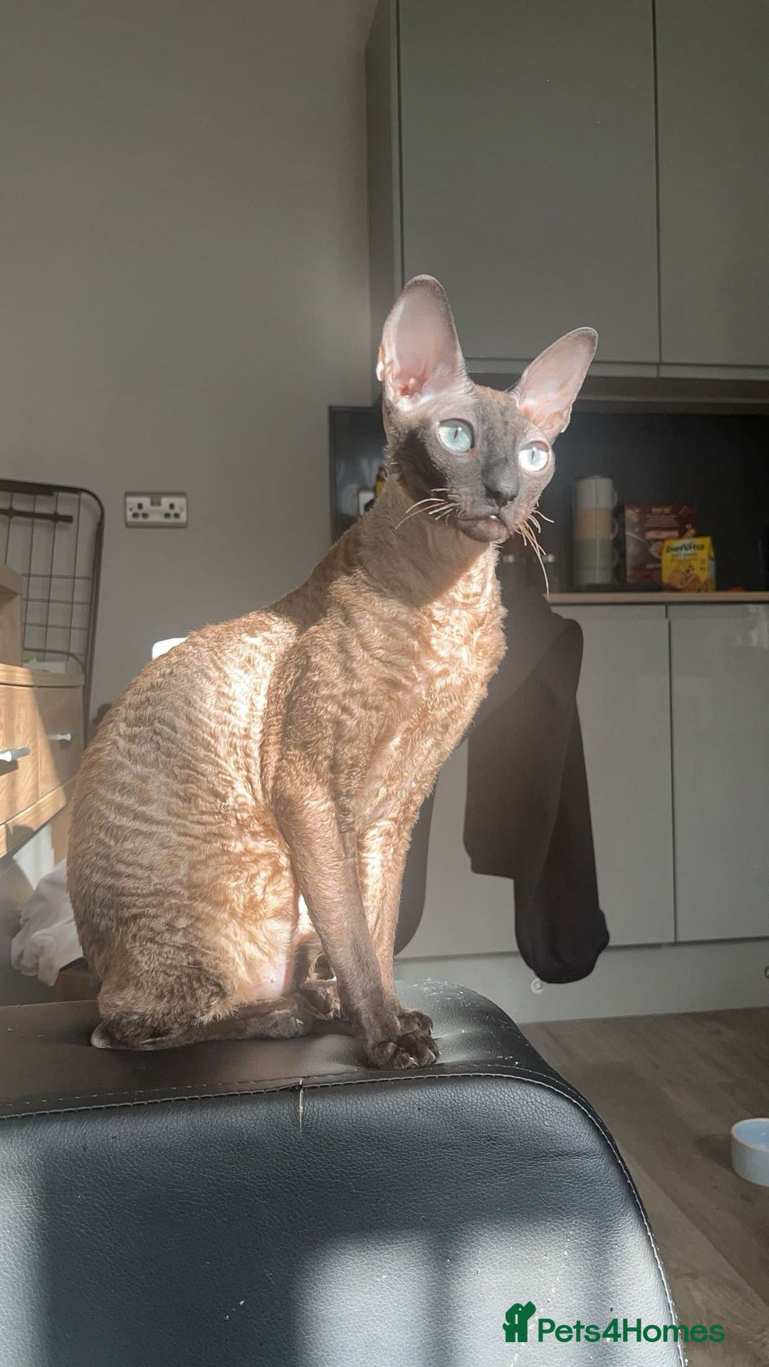 Cornish Rex cats for sale: Bruno, Cornish rex - Image 5