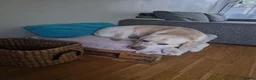 Mixed Breed dogs for sale: Bullador puppies  - Advert 4