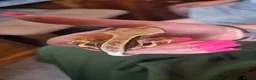 Gecko reptiles for sale: Baby gargoyle geckos and baby cresties lilys etx - Advert 7