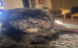 Shihpoo dogs for sale: Cuddly Male Shihpoo 3 years old - Image 2