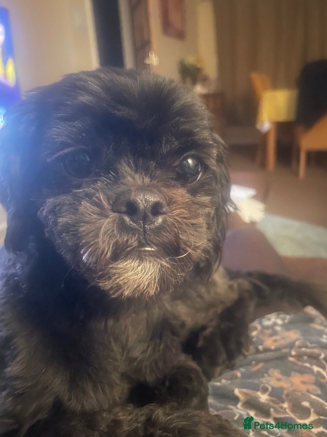Shihpoo dogs for sale: Cuddly Male Shihpoo 3 years old - Image 2