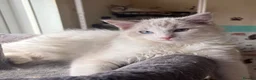 Ragdoll cats for sale: Ziggy is ready for a family💙🐾 - Advert 3