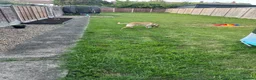 Mixed Breed dogs for sale: Labrador/terrier cross looking for home  in Letchworth Garden City - Advert 4