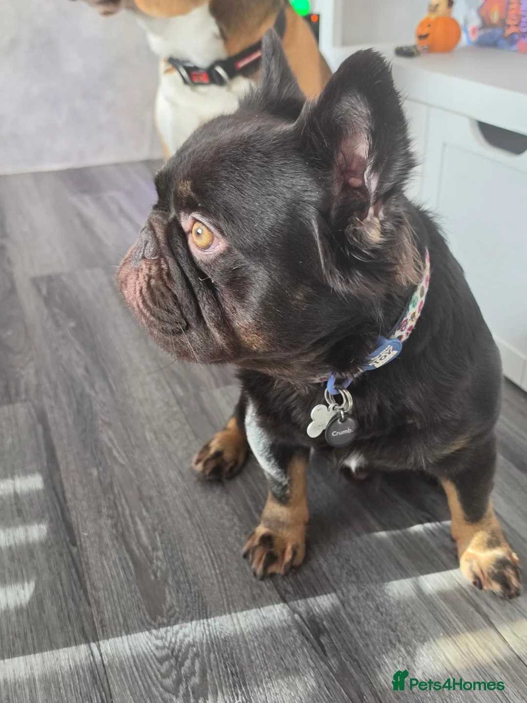 French Bulldog dogs for stud: Fluffy French bulldog for stud - Advert 3