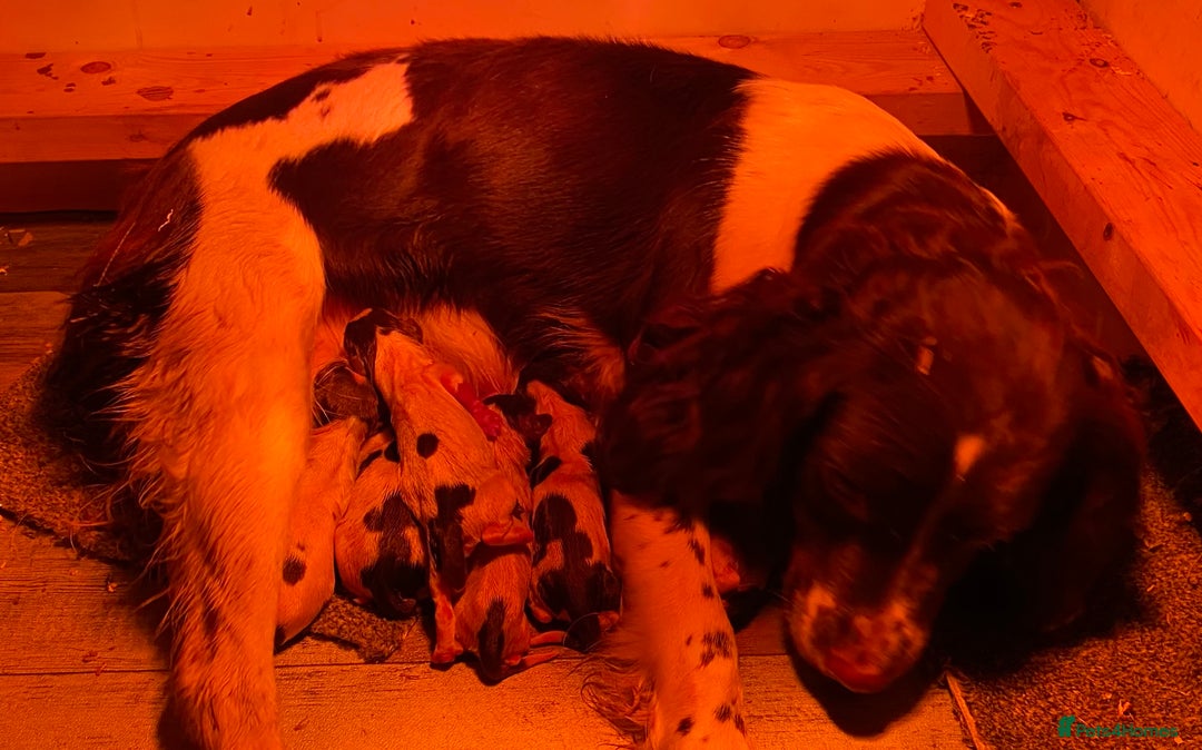 English Springer Spaniel dogs for sale: KC reg Springer Spaniel boys - Image 11