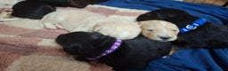 Mixed Breed dogs for sale: 1 boys left f1 border retreiver black/white left - Advert 10