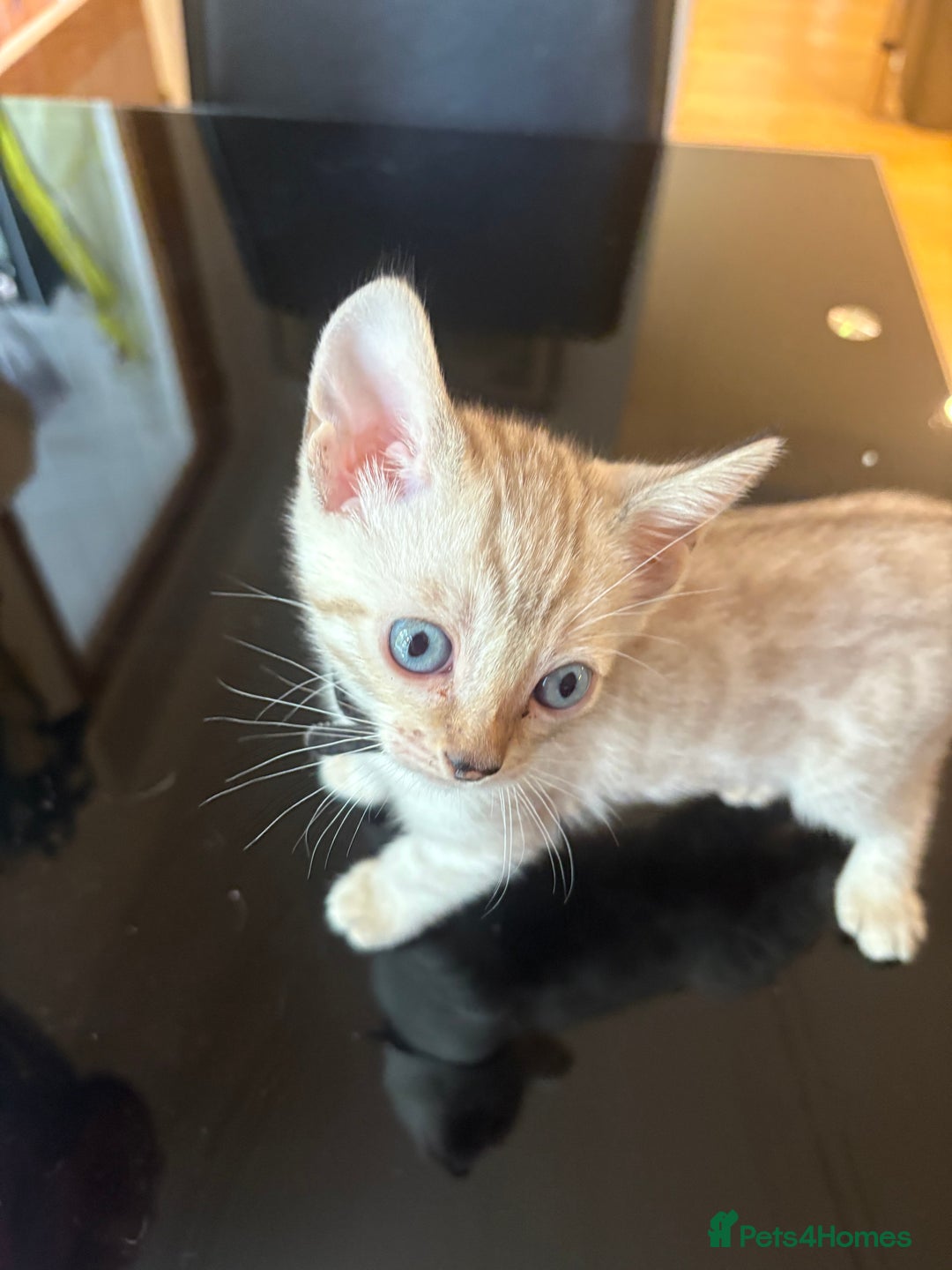 Bengal cats for sale: Adorable snow Bengals. - Image 1