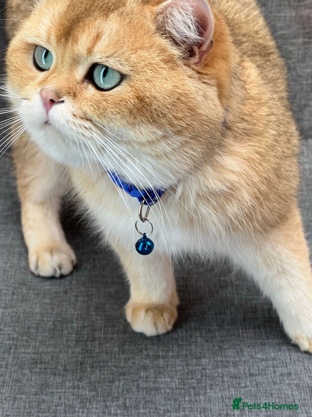 British Longhair cats for sale: Adorable British LH boy TICA  - Advert 12