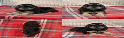 Cockapoo dogs for sale: STUNNING COCKAPOO PUPPIES READY NOW  - Advert 17