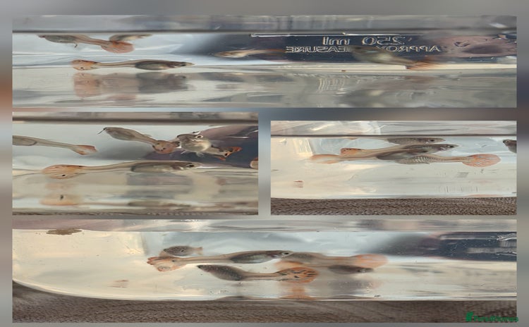 Live Bearers fish - Advert 1
