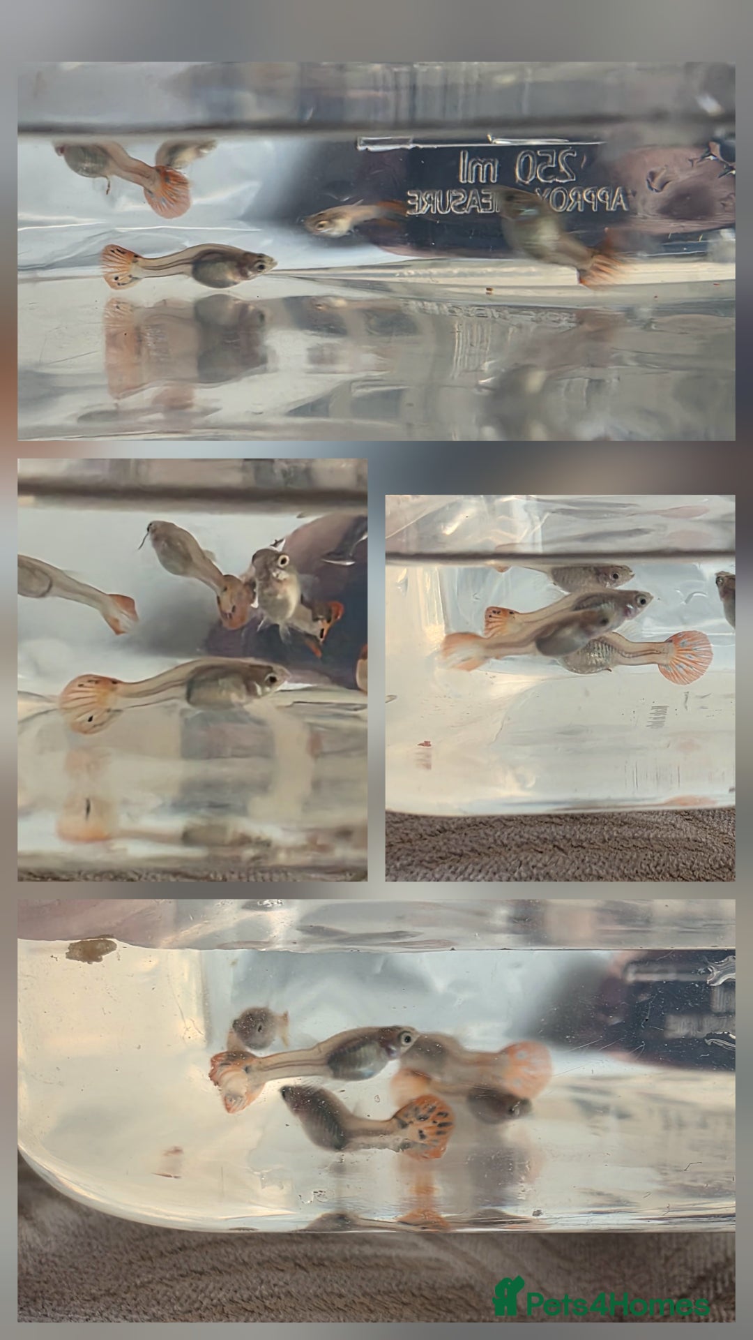 Live Bearers fish for sale: Guppies - Image 1