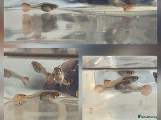 Live Bearers fish - Advert 18