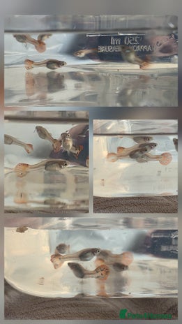 Live Bearers fish - Advert 2